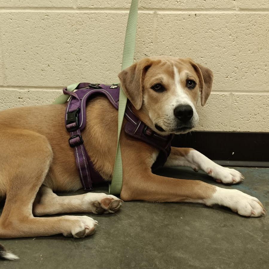 Enlarge Moose, a Adoptable Mixed Breed in Memphis, TN image 2/6