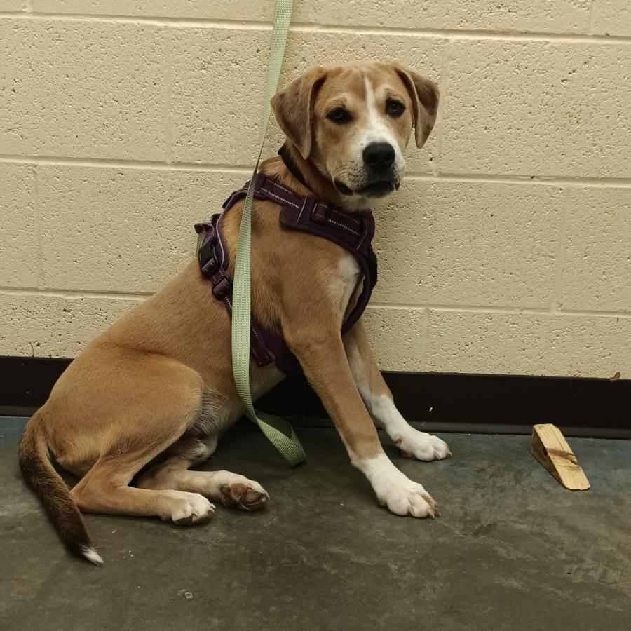 Enlarge Moose, a Adoptable Mixed Breed in Memphis, TN image 3/6