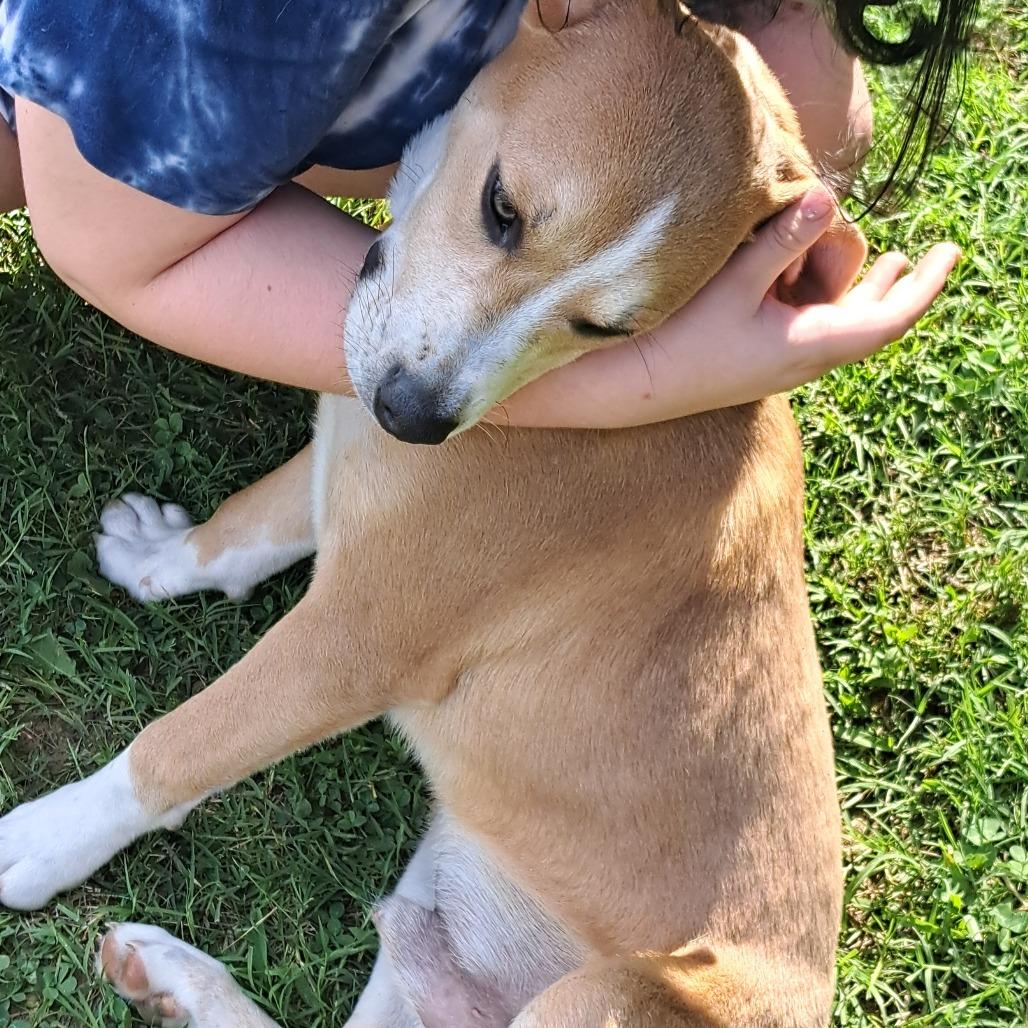 Enlarge Moose, a Adoptable Mixed Breed in Memphis, TN image 4/6