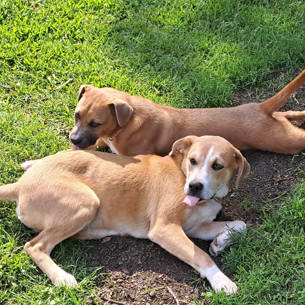 Enlarge Moose, a Adoptable Mixed Breed in Memphis, TN image 5/6