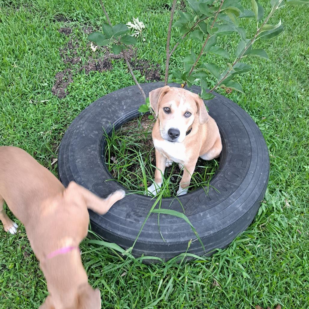 Enlarge Moose, a Adoptable Mixed Breed in Memphis, TN image 6/6