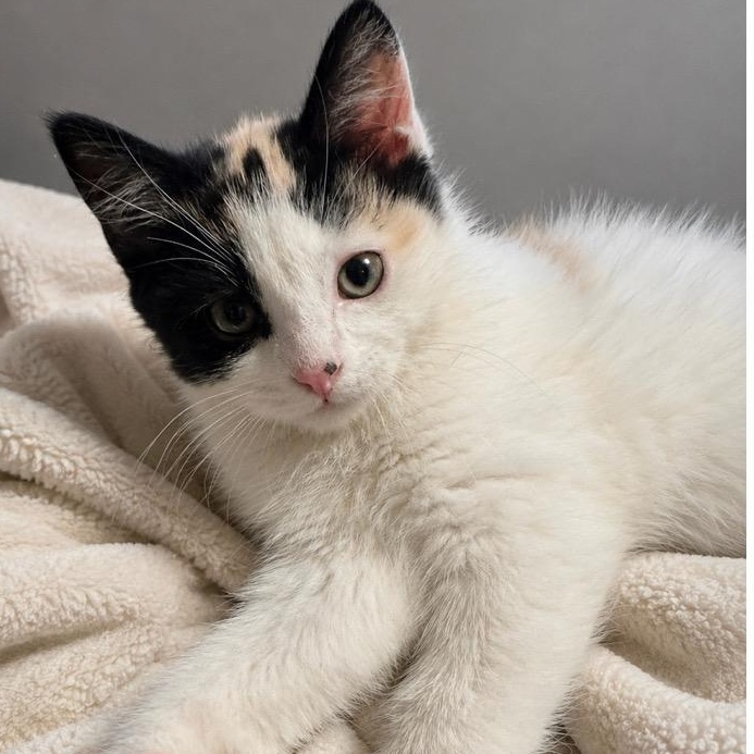 Layla, Adoptable, Kitten Female Calico.