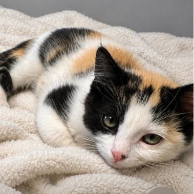 Enlarge Layla, a Adoptable Calico in Andover, MN image 2/4