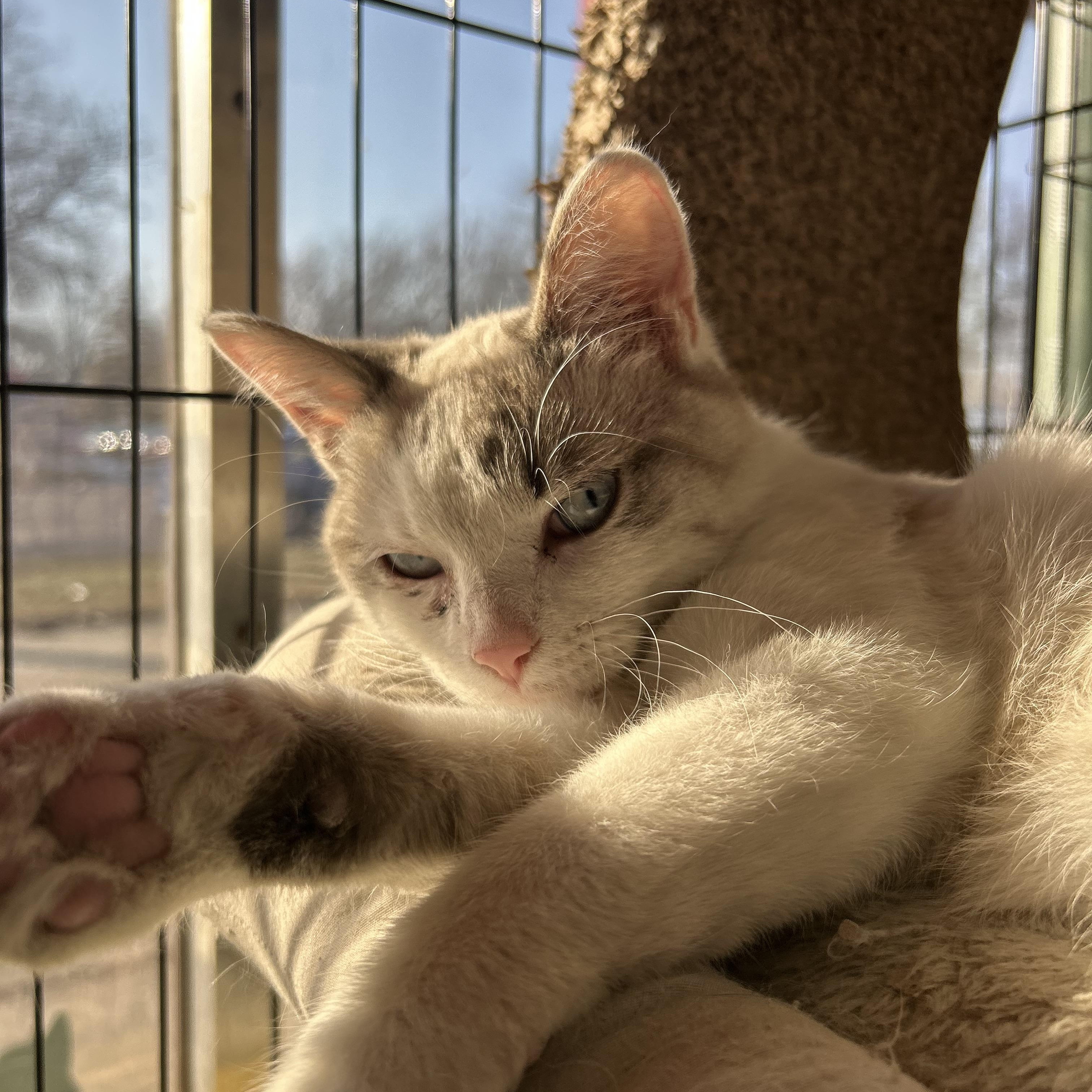 Percy-ADOPTION PENDING!!, an adopted mixed breed in Madison Heights, MI image 2/3