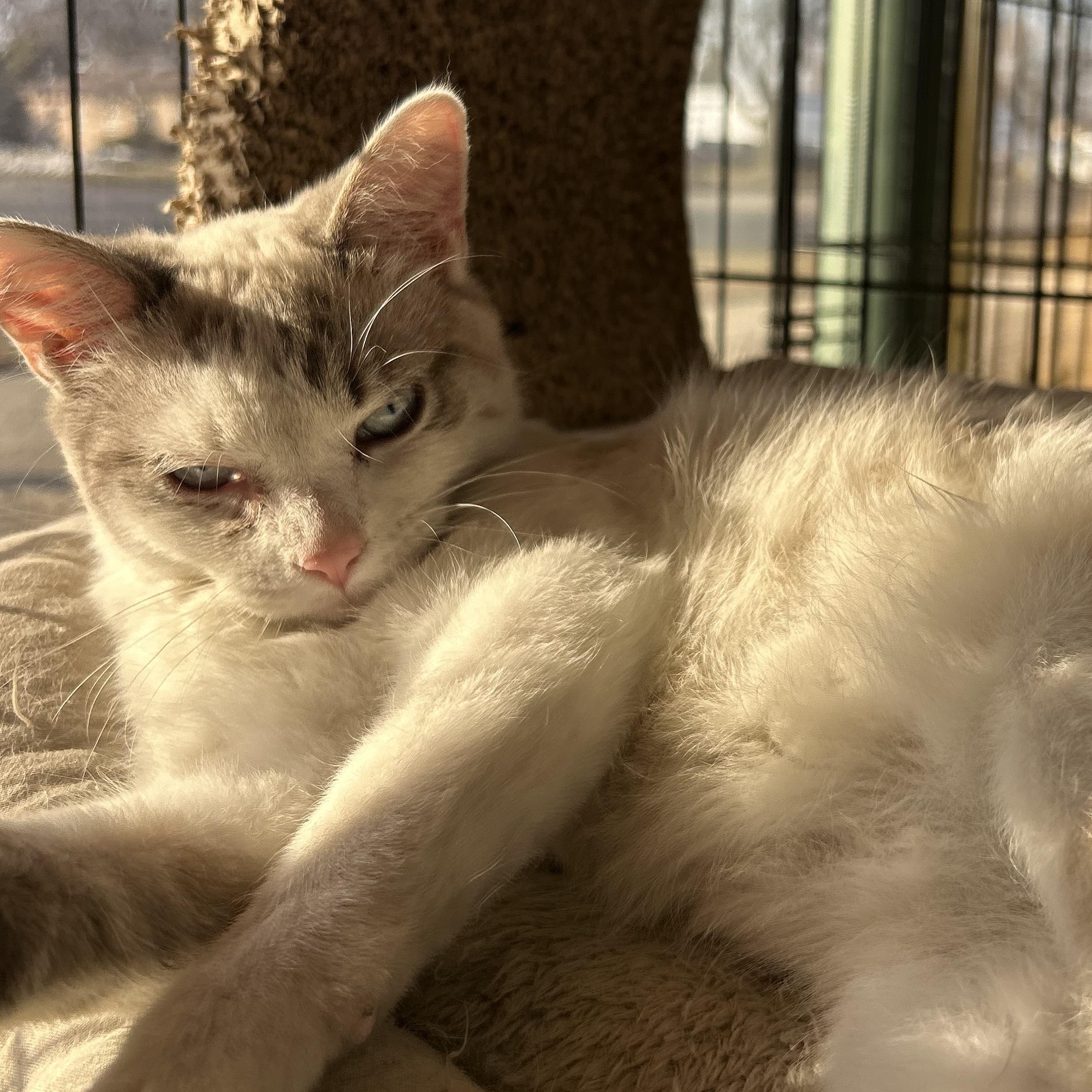 Percy-ADOPTION PENDING!!, an adopted mixed breed in Madison Heights, MI image 3/3