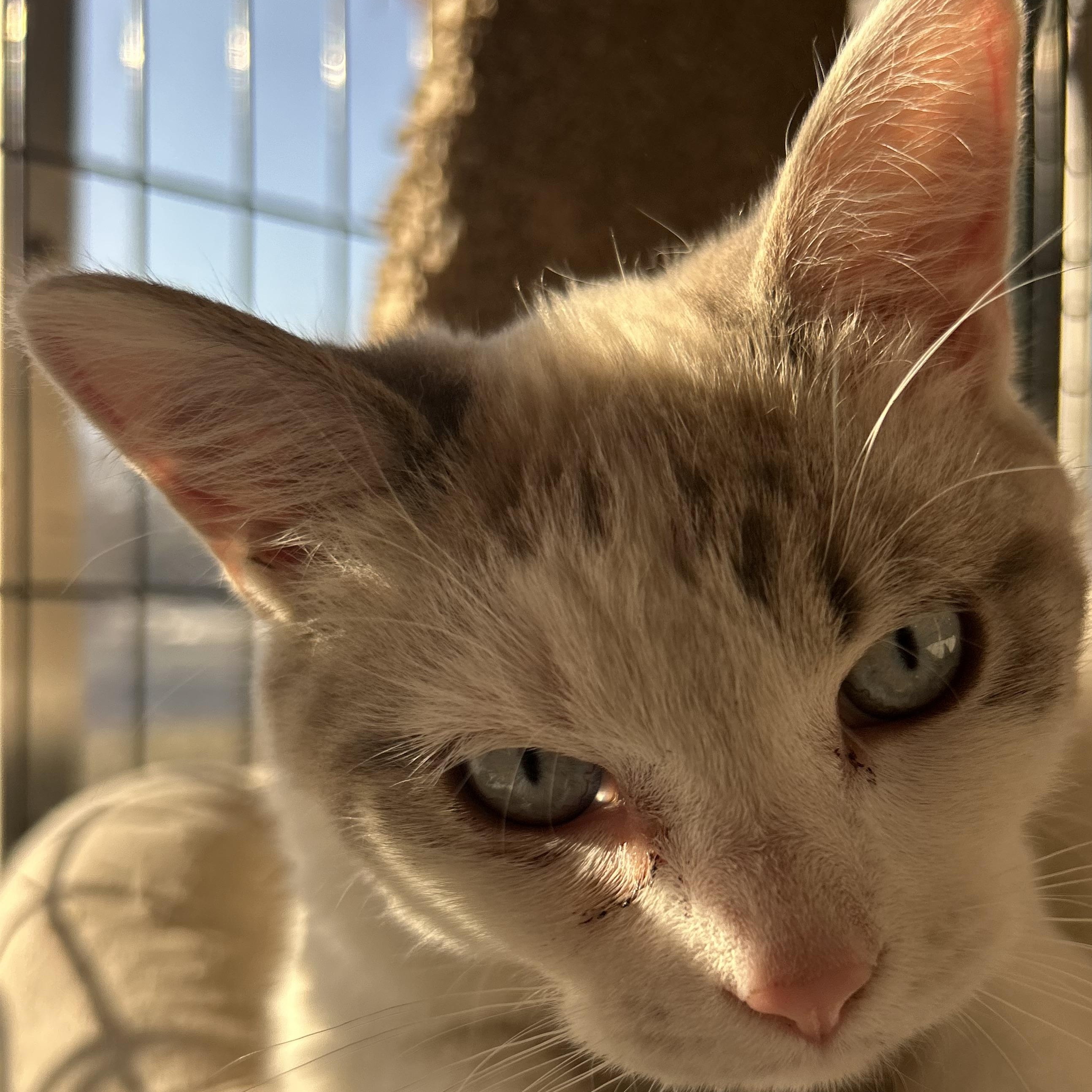 Percy-ADOPTION PENDING!!, an adopted mixed breed in Madison Heights, MI image 1/3