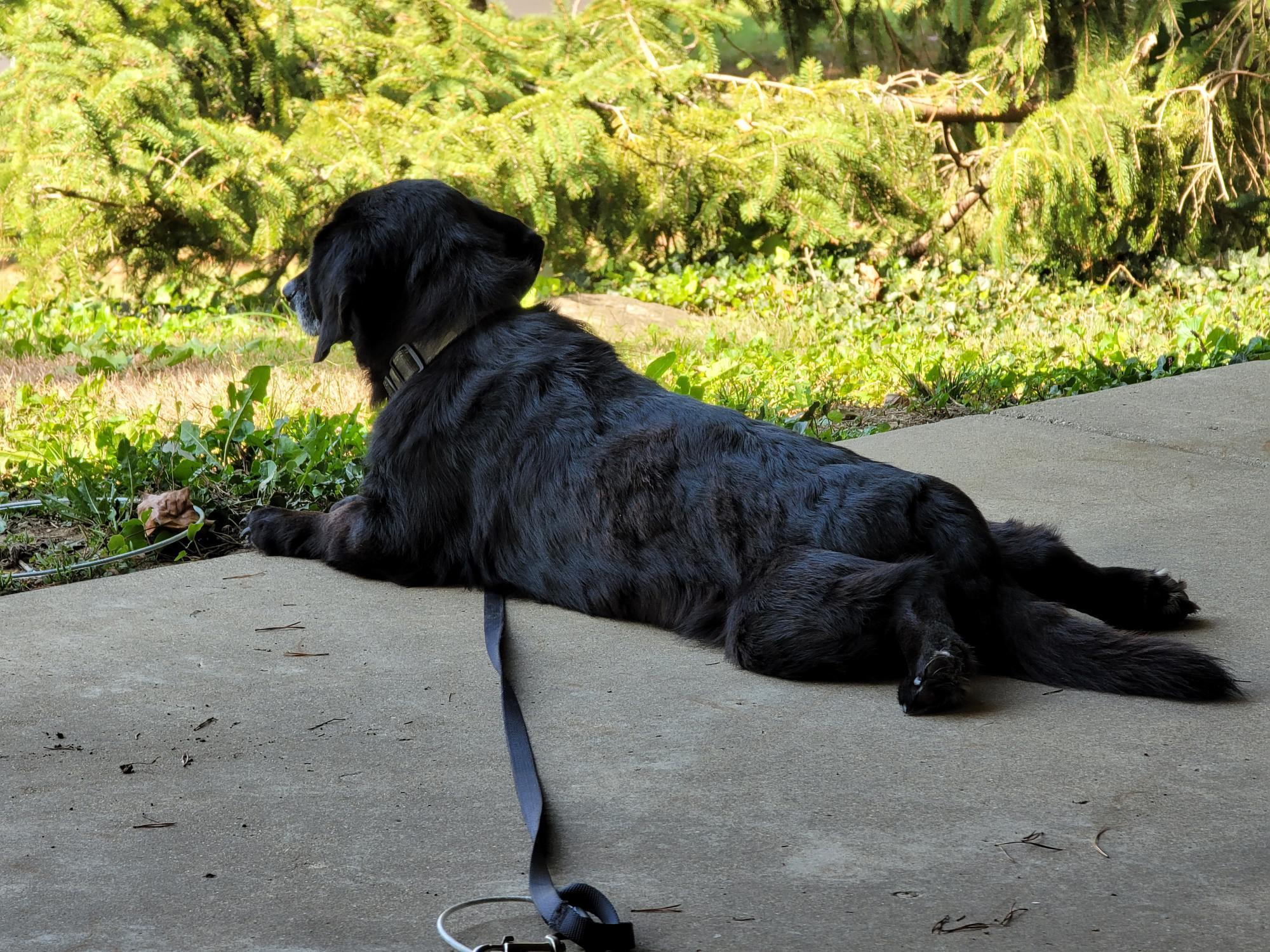 Enlarge Wyatt, a Adoptable mixed breed in Cincinnati, OH image 1/3