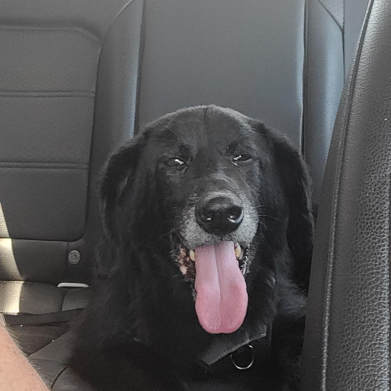 Enlarge Wyatt, a Adoptable mixed breed in Cincinnati, OH image 2/3