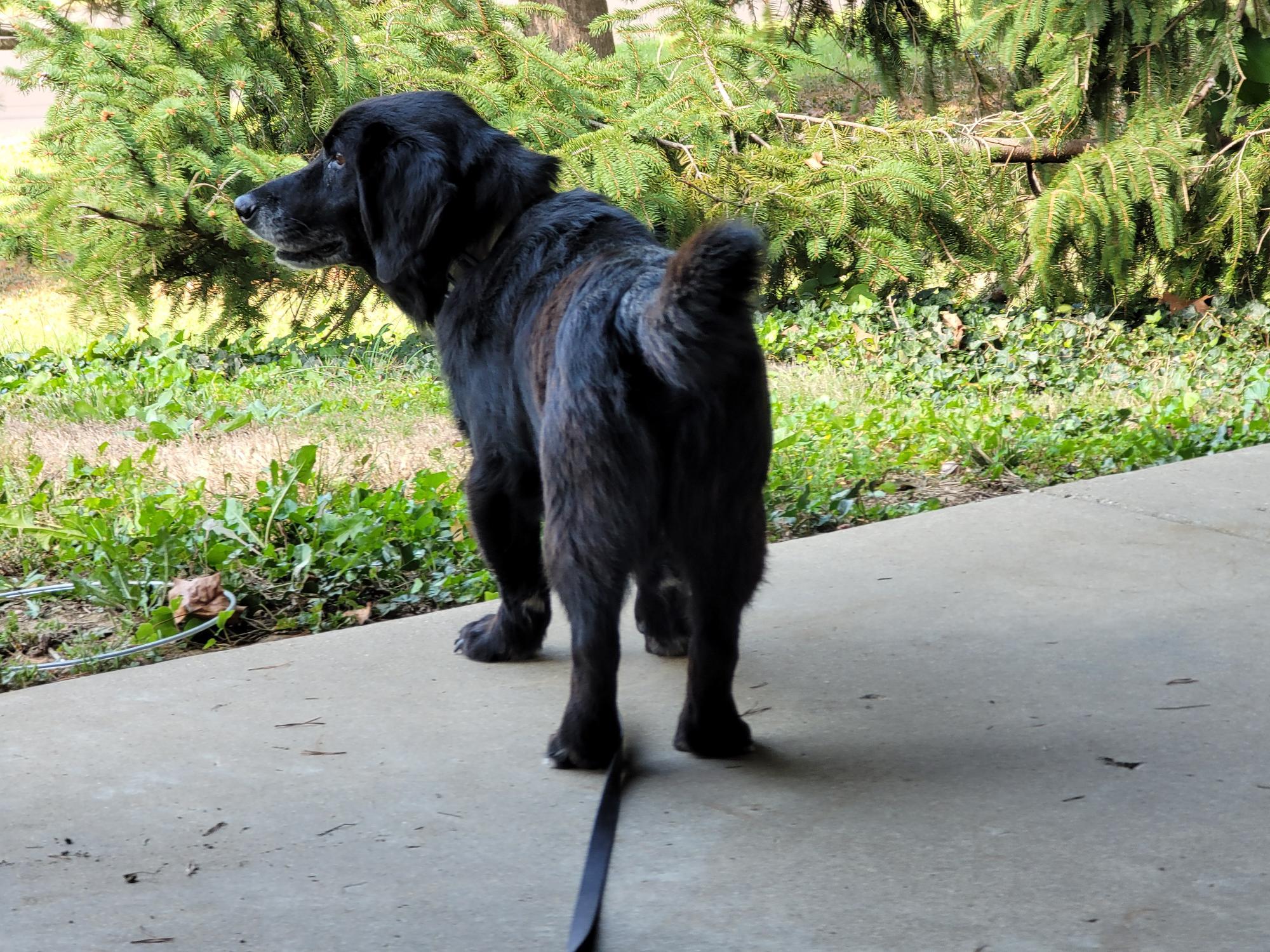 Enlarge Wyatt, a Adoptable mixed breed in Cincinnati, OH image 3/3