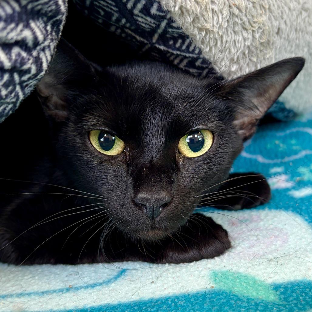 Batty, Adoptable, Adult Female Domestic Short Hair.