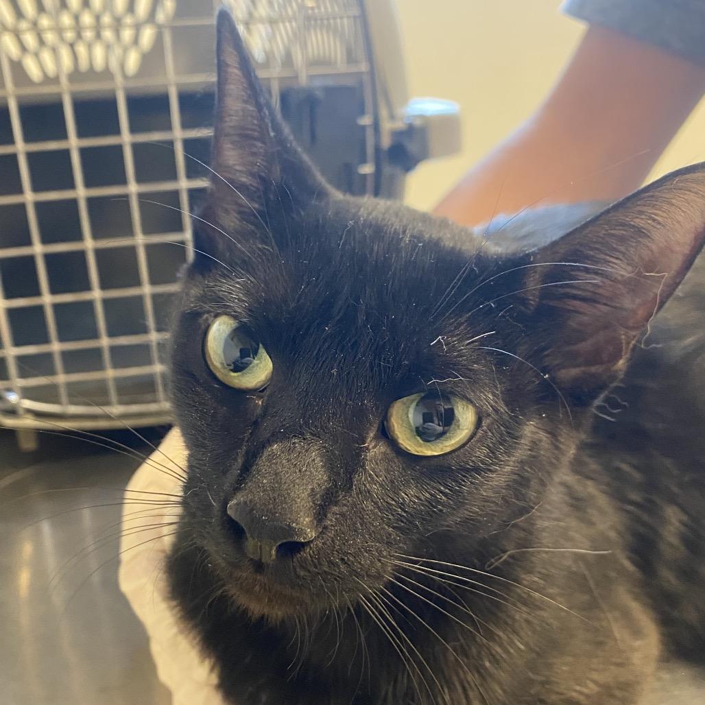 Batty, a Adoptable Domestic Short Hair in Rifle, CO image 2/2