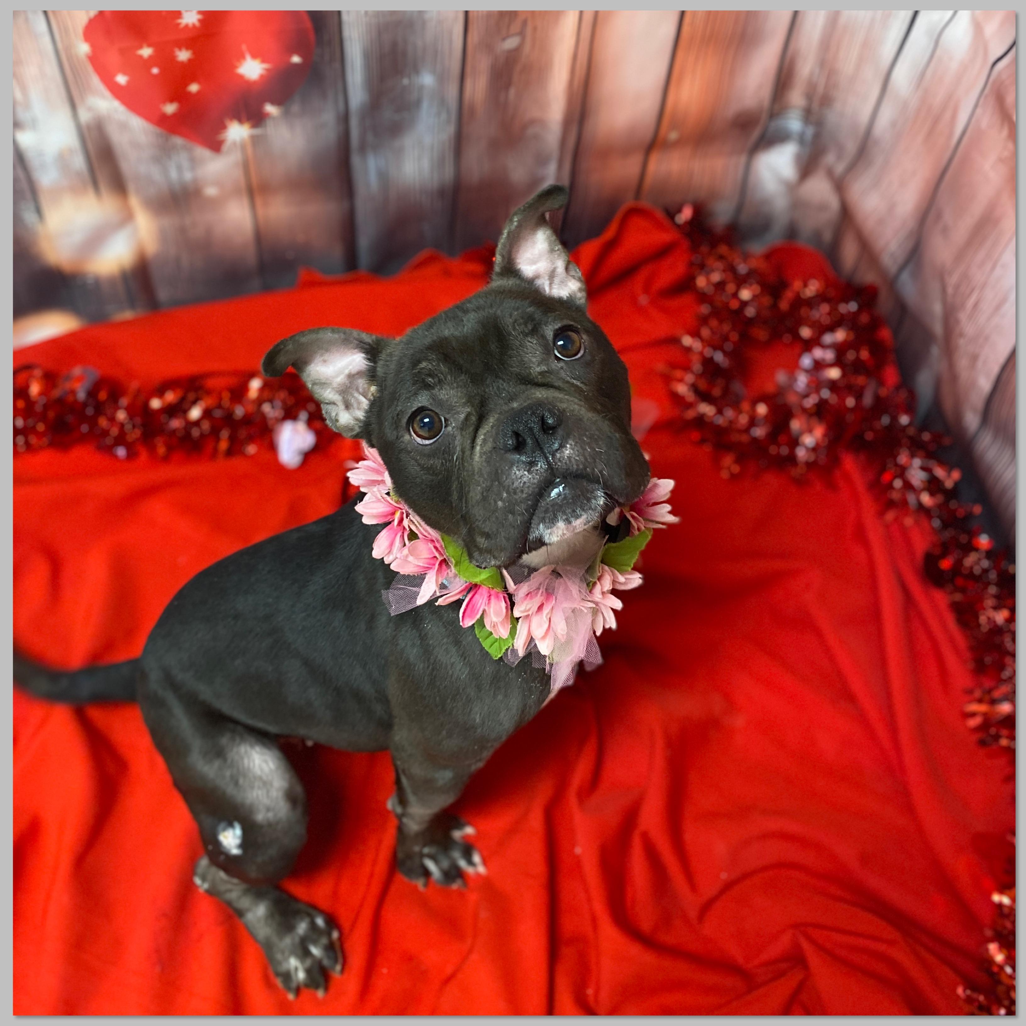 Enlarge London, an adopted mixed breed in Elyria, OH image 3/4