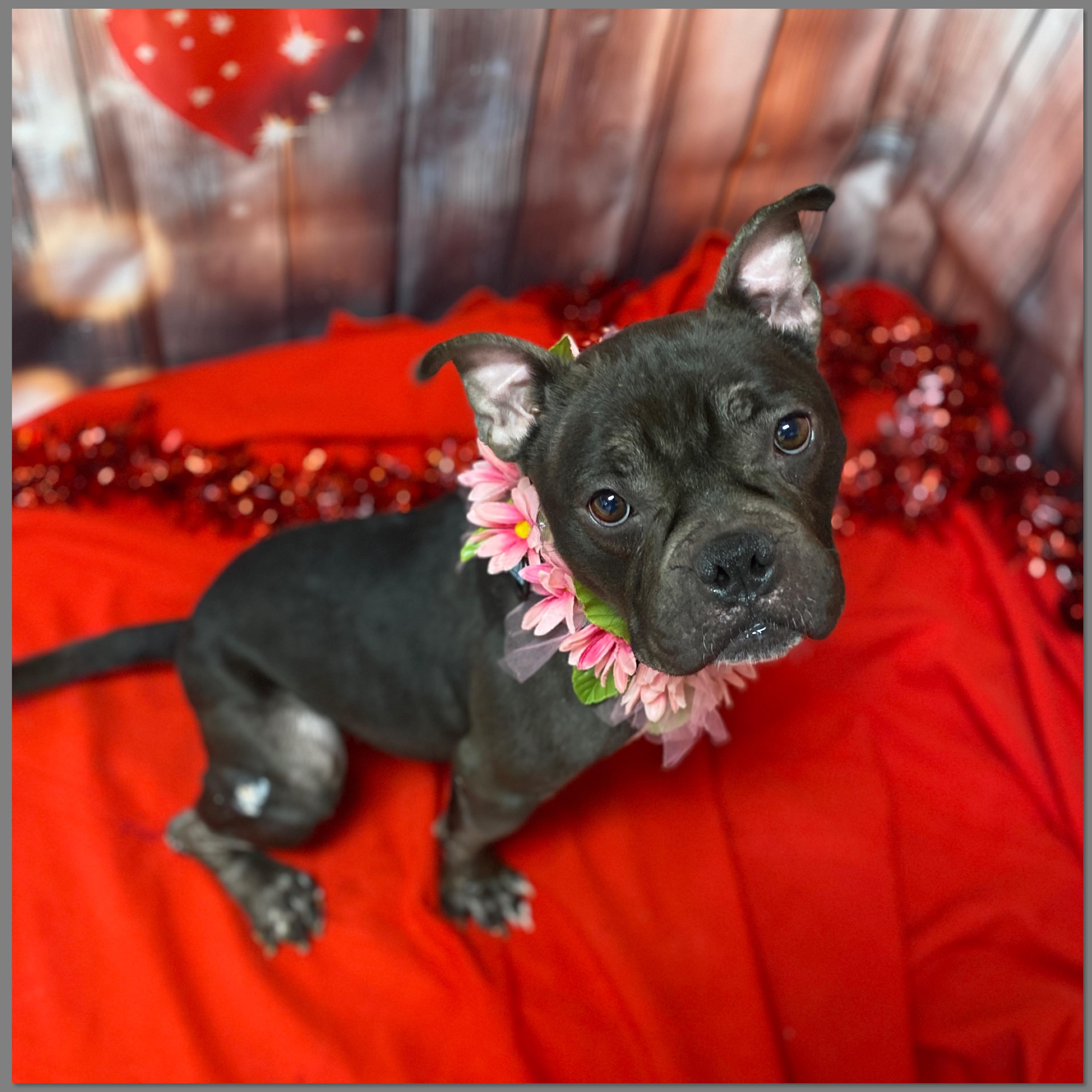 Enlarge London, an adopted mixed breed in Elyria, OH image 2/4