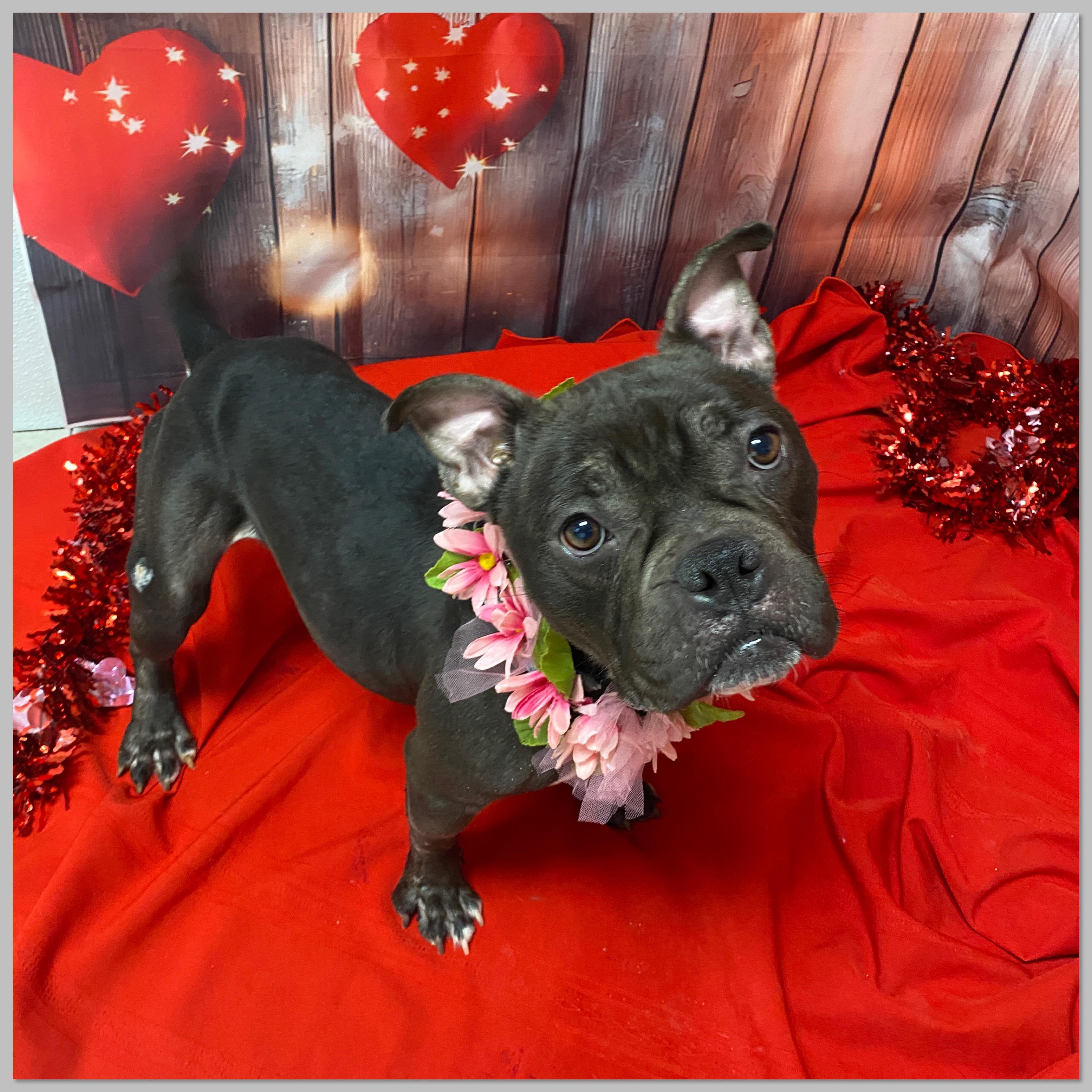 Enlarge London, an adopted mixed breed in Elyria, OH image 4/4