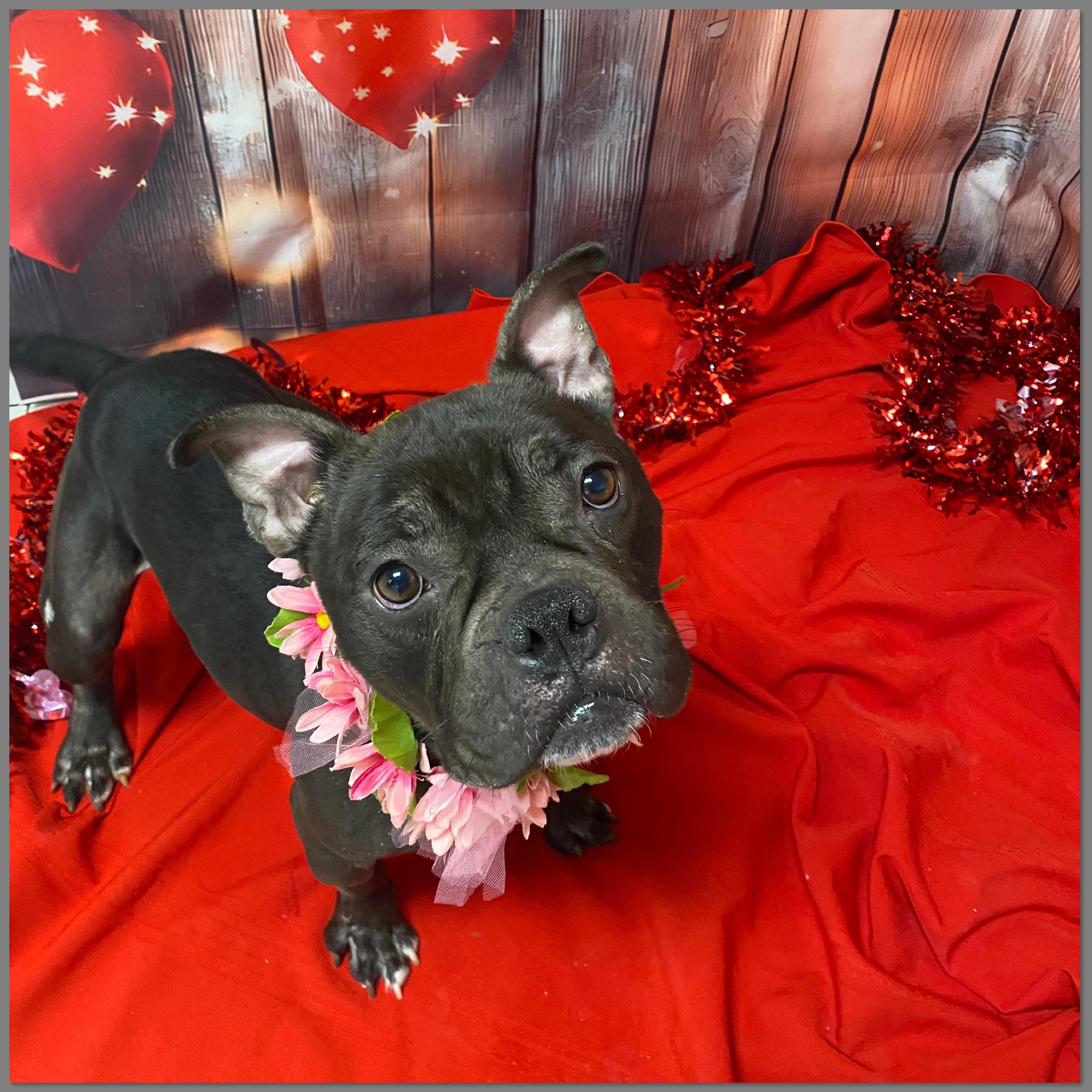 Enlarge London, an adopted mixed breed in Elyria, OH image 1/4