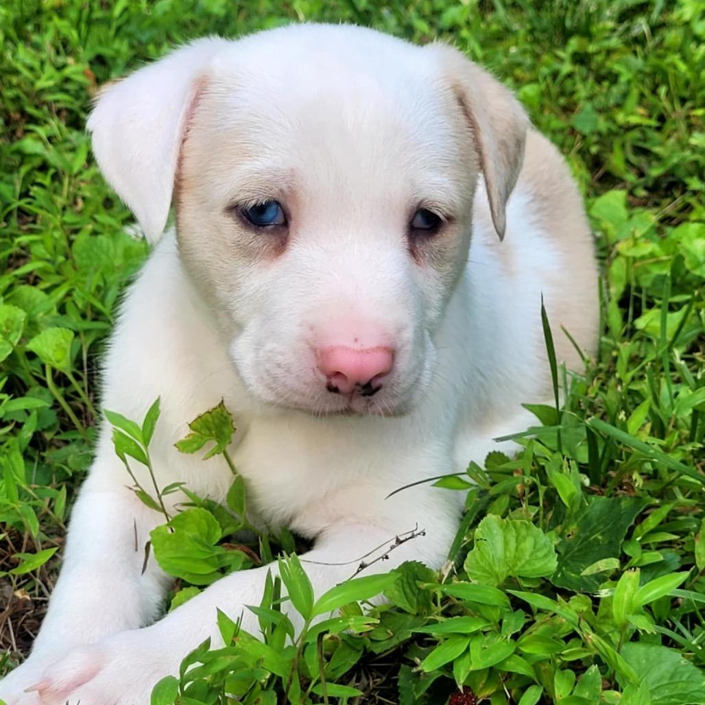 Mac, Adoptable, Young Male German Shepherd Dog.