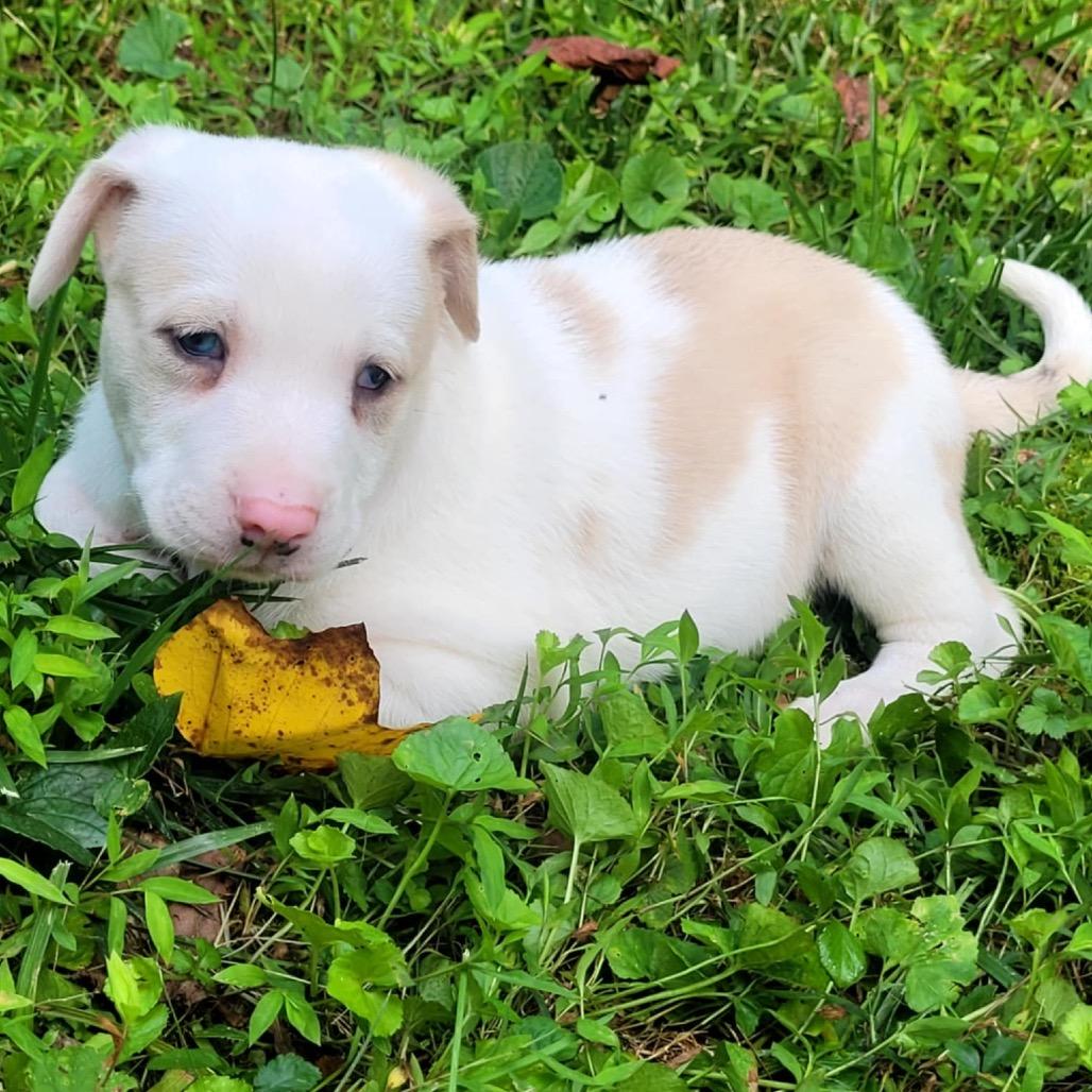 Enlarge Mac, a Adoptable German Shepherd Dog in Marion, IL image 2/6