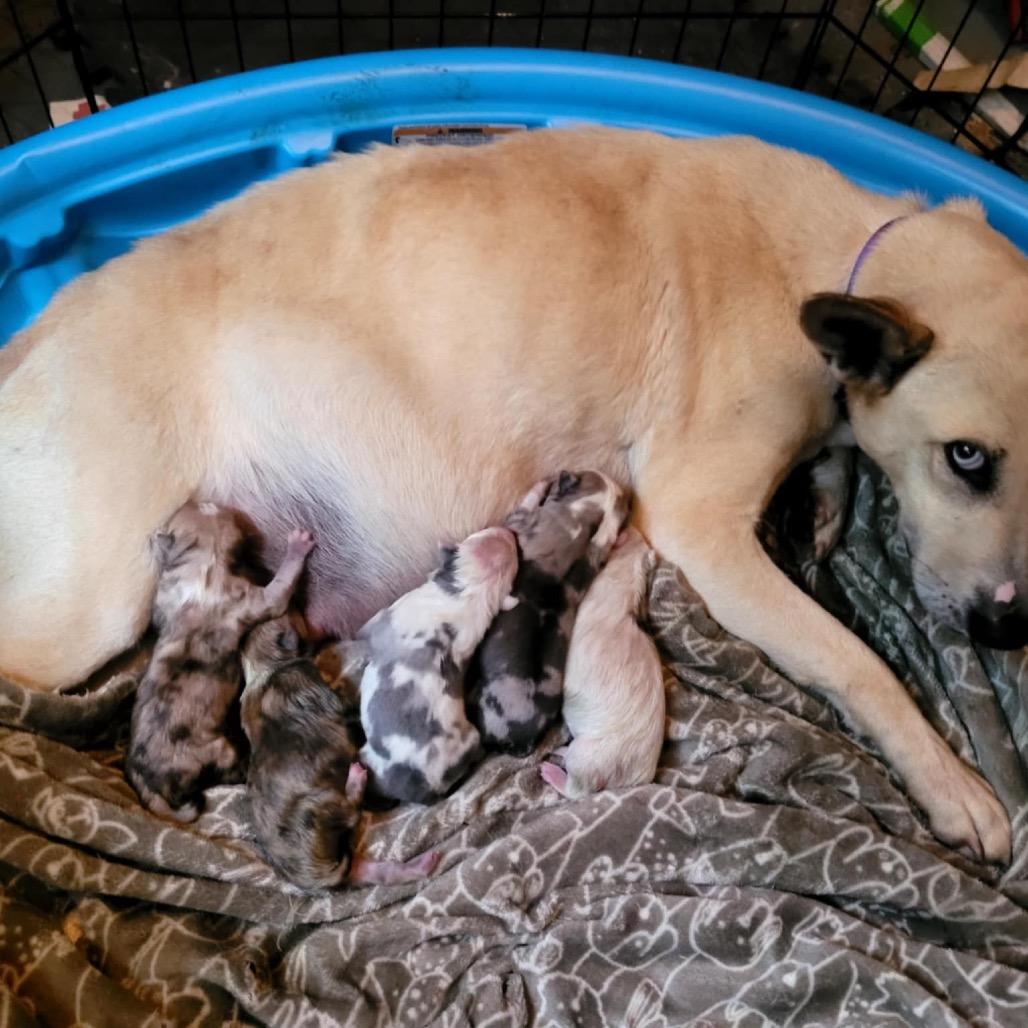 Enlarge Mac, a Adoptable German Shepherd Dog in Marion, IL image 4/6