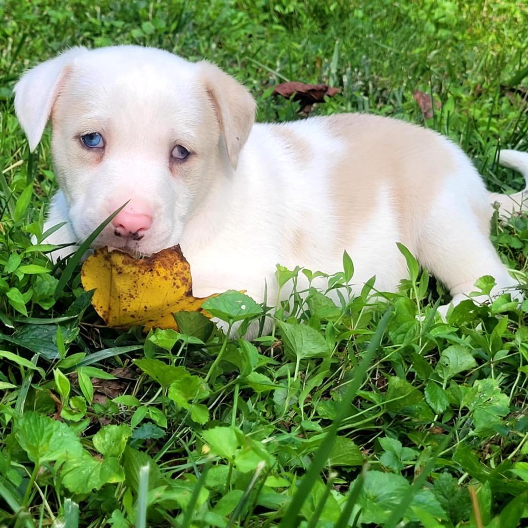 Enlarge Mac, a Adoptable German Shepherd Dog in Marion, IL image 5/6