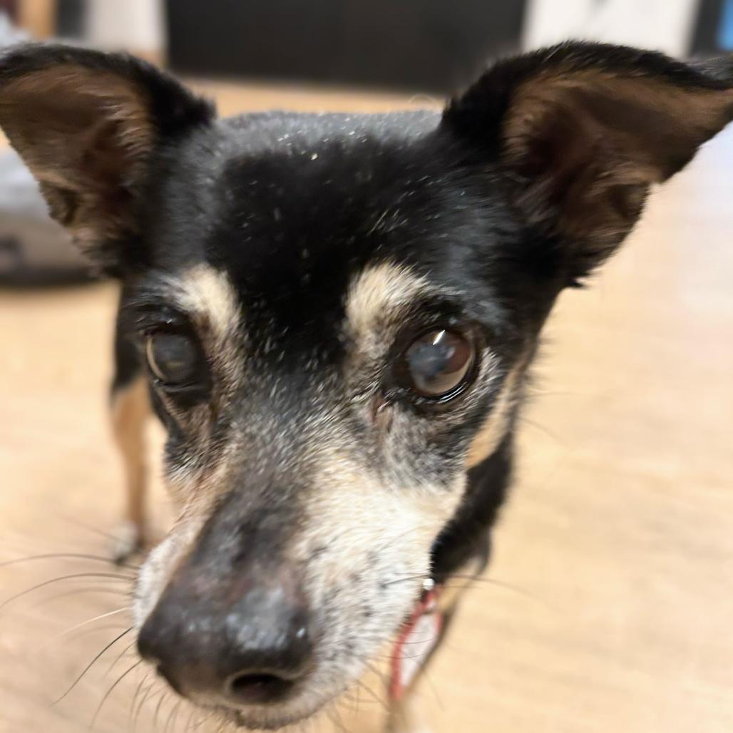 Enlarge Nettie 13653, a Adoptable mixed breed in San Francisco, CA image 1/6