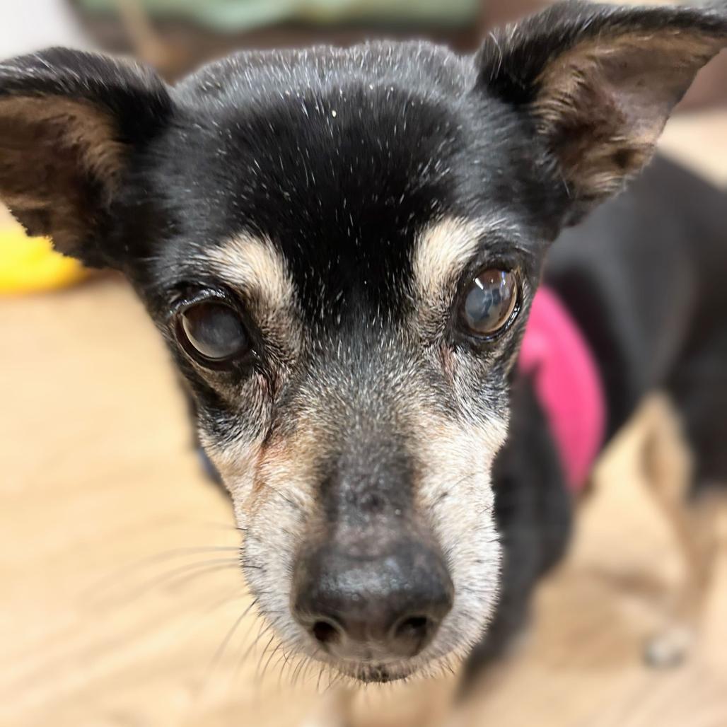 Enlarge Nettie 13653, a Adoptable mixed breed in San Francisco, CA image 2/6