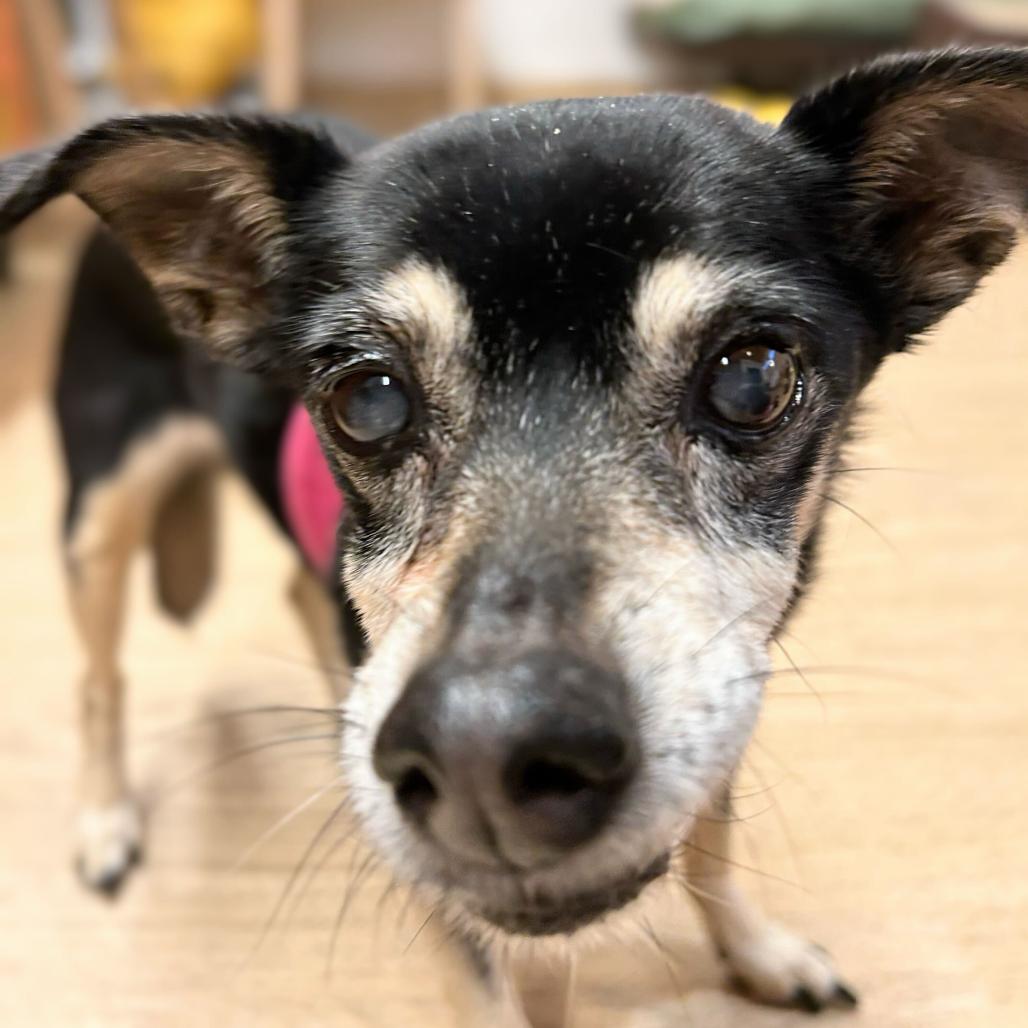 Enlarge Nettie 13653, a Adoptable mixed breed in San Francisco, CA image 3/6