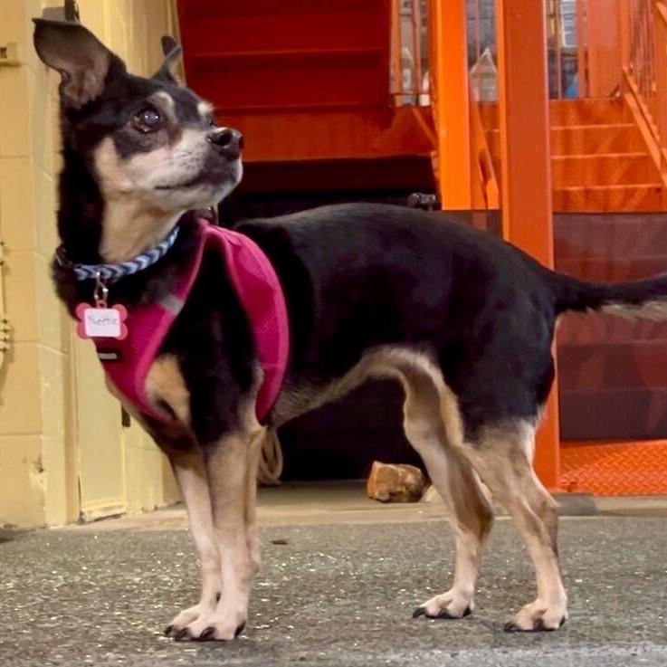 Enlarge Nettie 13653, a Adoptable mixed breed in San Francisco, CA image 4/6