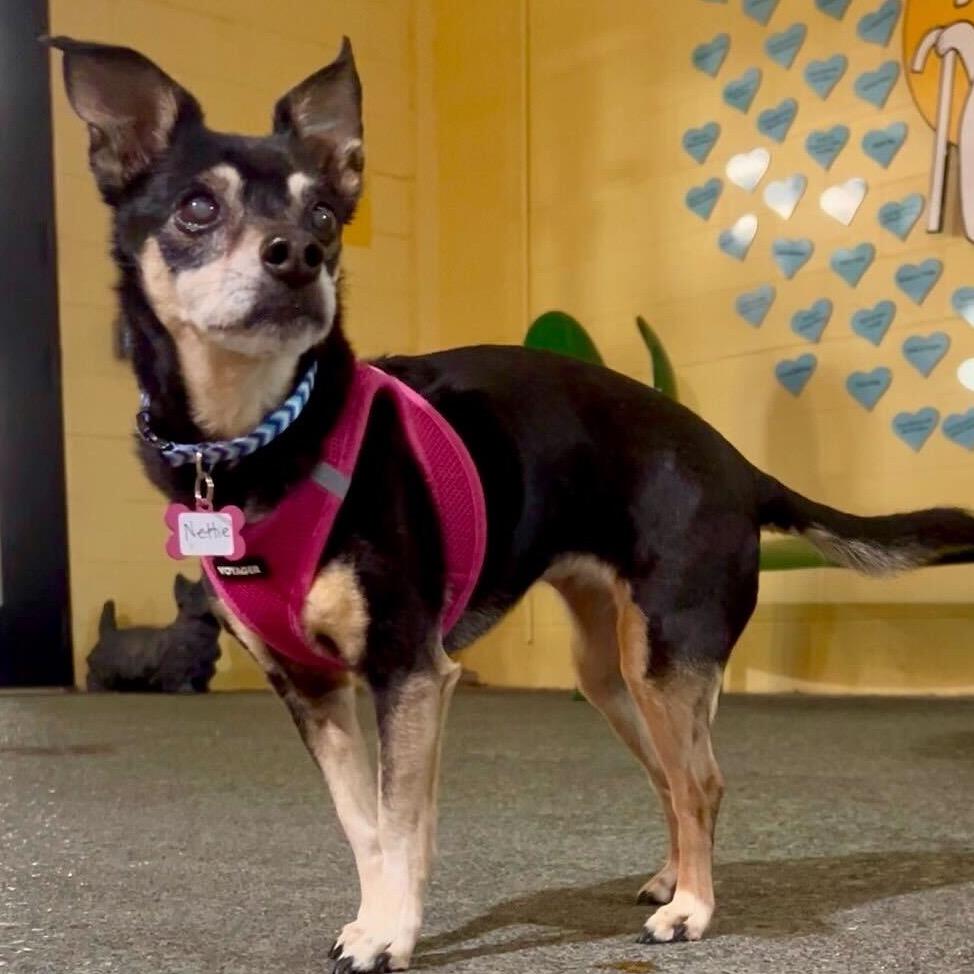 Enlarge Nettie 13653, a Adoptable mixed breed in San Francisco, CA image 5/6