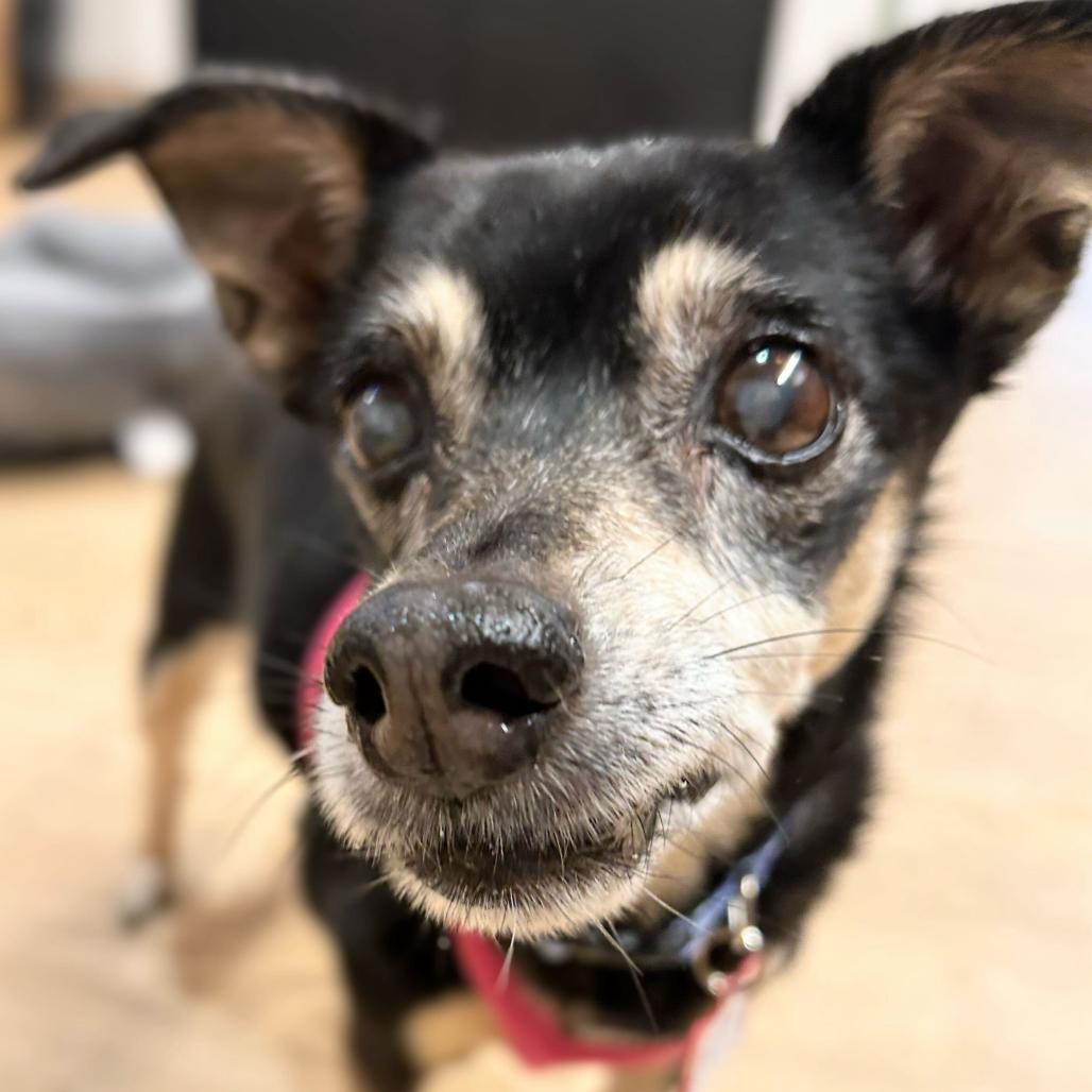 Enlarge Nettie 13653, a Adoptable mixed breed in San Francisco, CA image 6/6