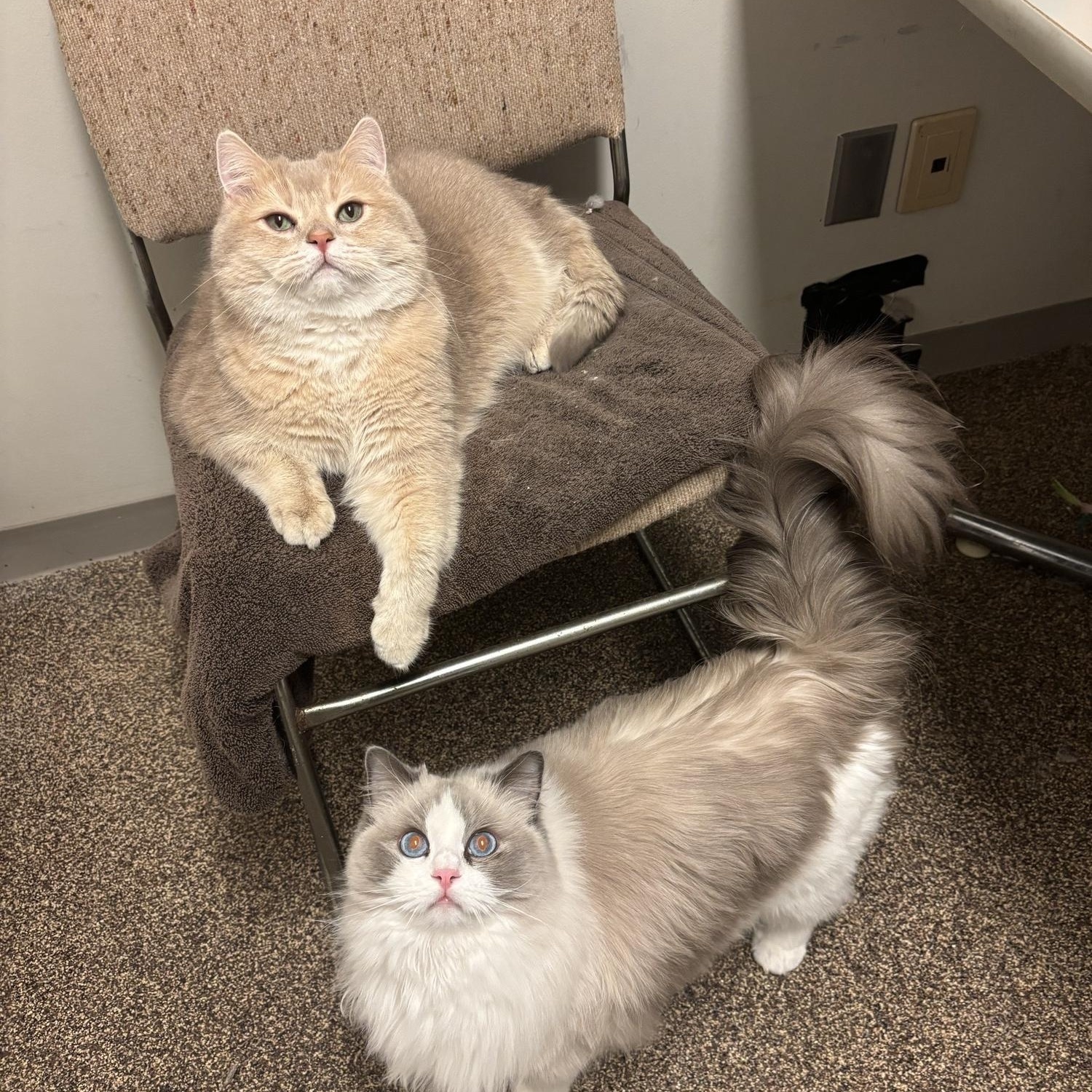 Pepsi CA-021/26, an adopted Ragdoll in Burlington, ON image 3/3