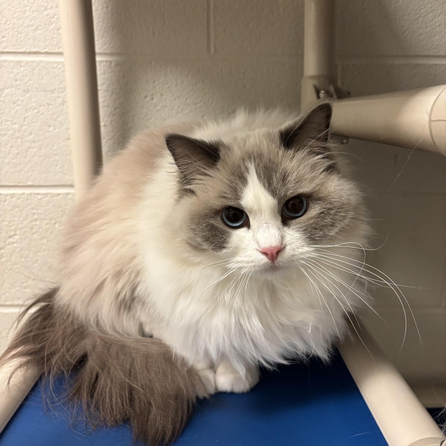Pepsi CA-021/26, adopted, Young Female Ragdoll.