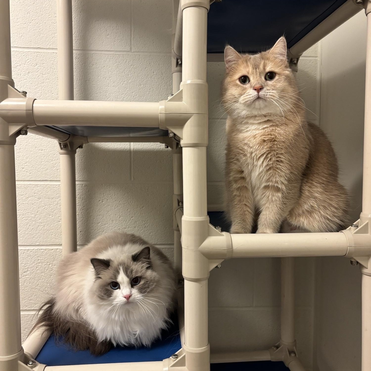 Pepsi CA-021/26, an adopted Ragdoll in Burlington, ON image 2/3