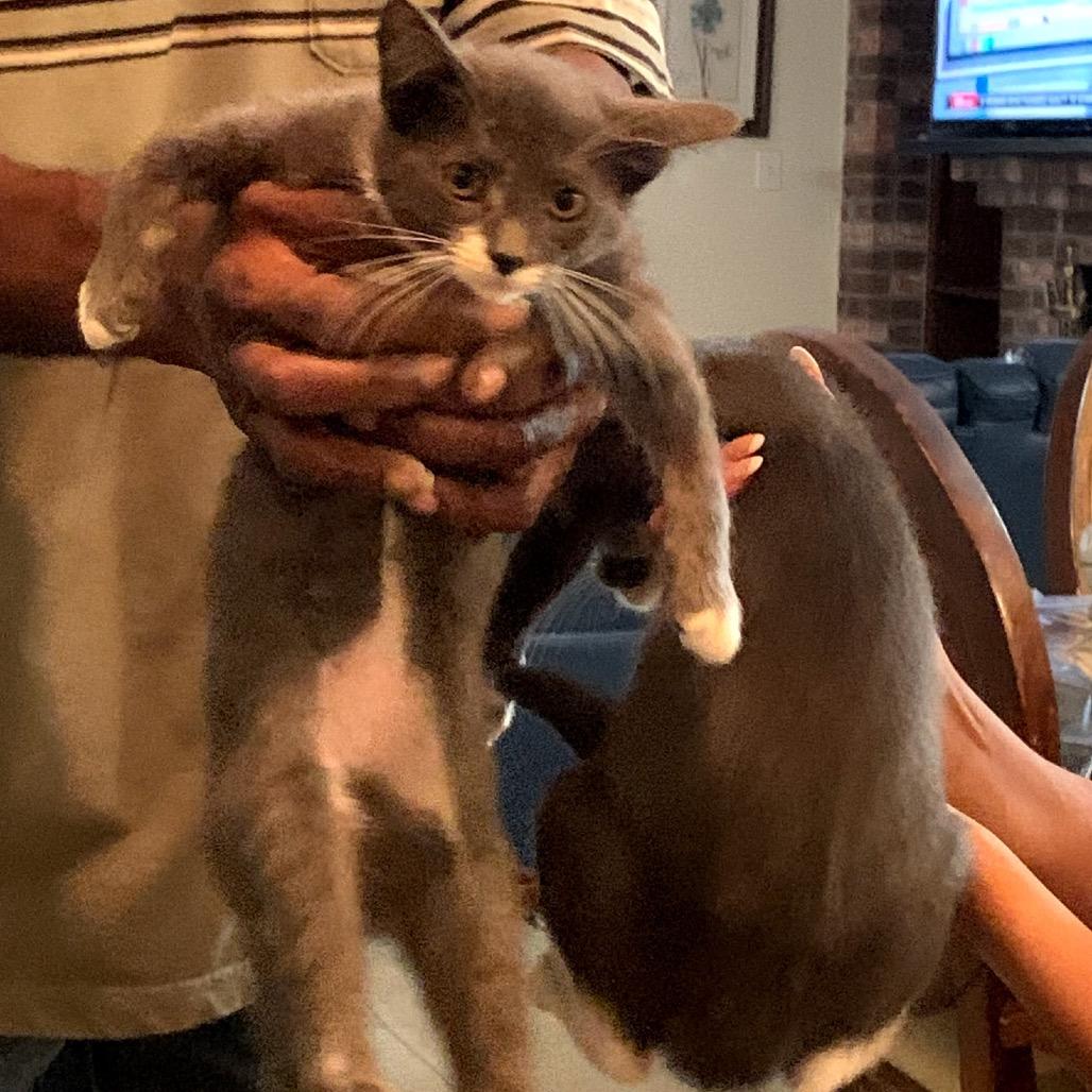 Socks, a Adoptable Domestic Short Hair in League City, TX image 1/4