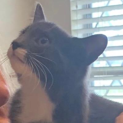 Socks, a Adoptable Domestic Short Hair in League City, TX image 2/4