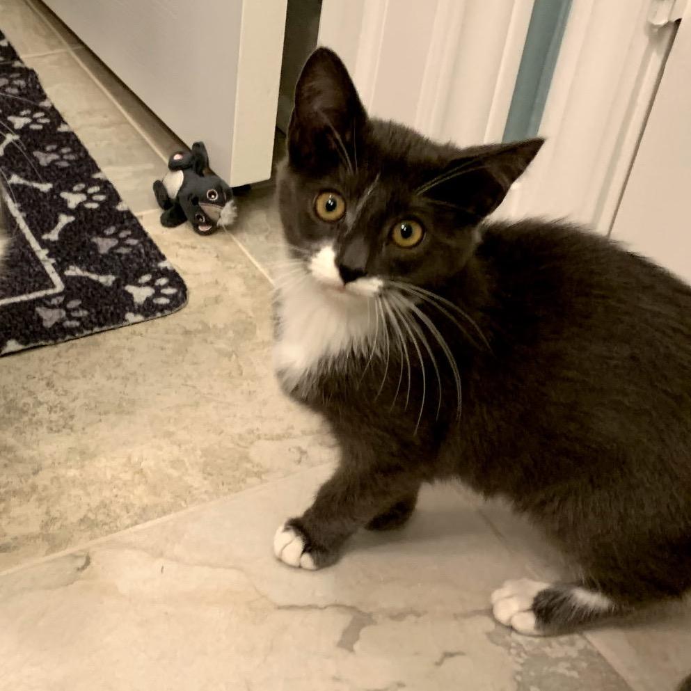 Socks, a Adoptable Domestic Short Hair in League City, TX image 3/4