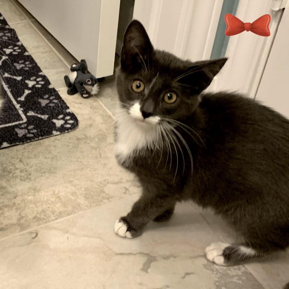 Socks, a Adoptable Domestic Short Hair in League City, TX image 4/4