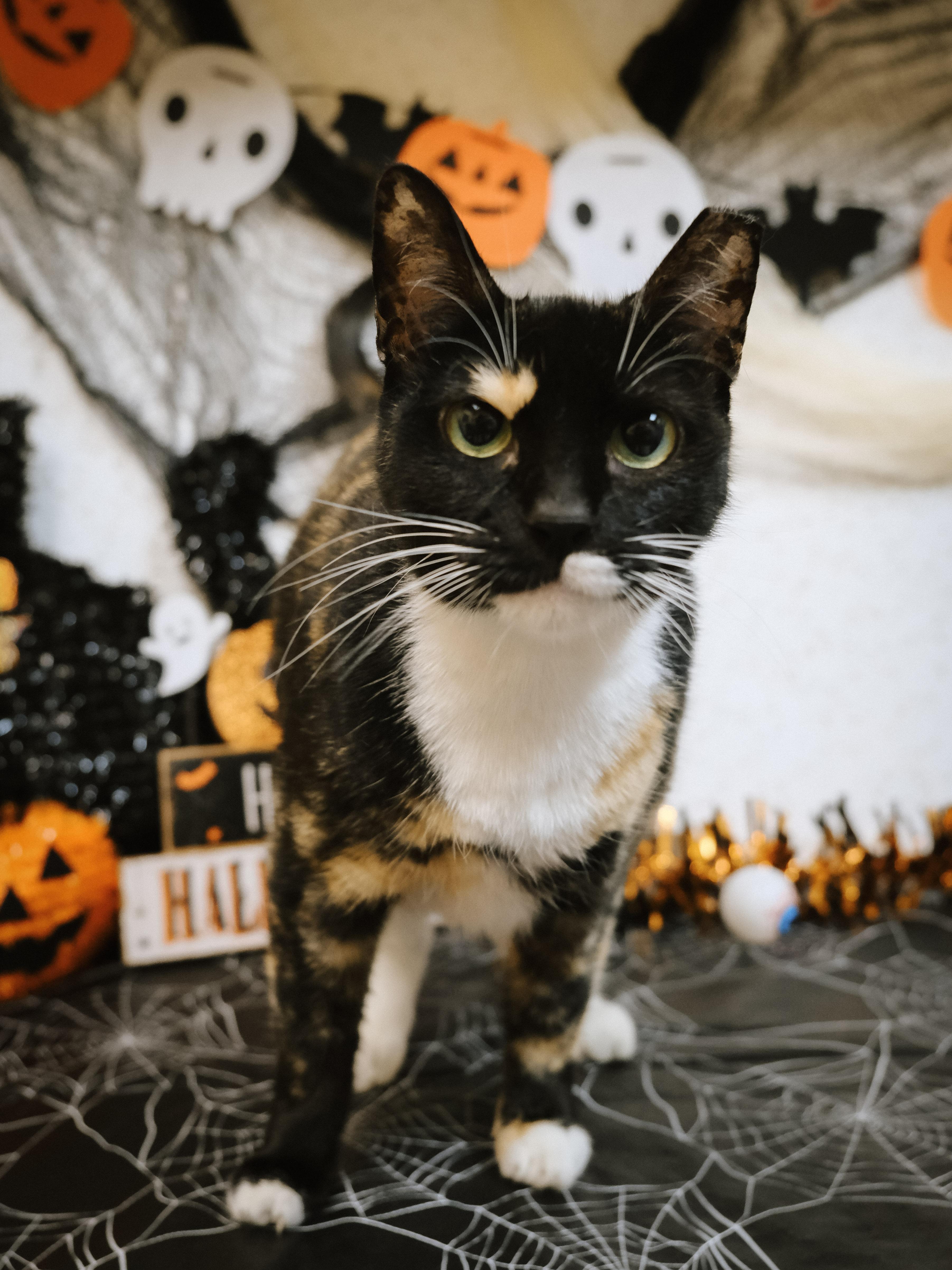 Callie