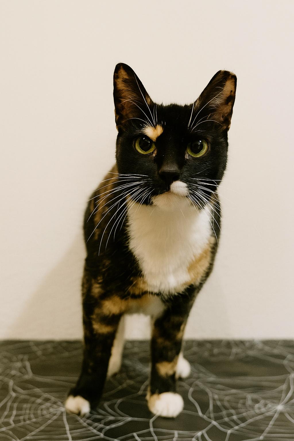 Callie