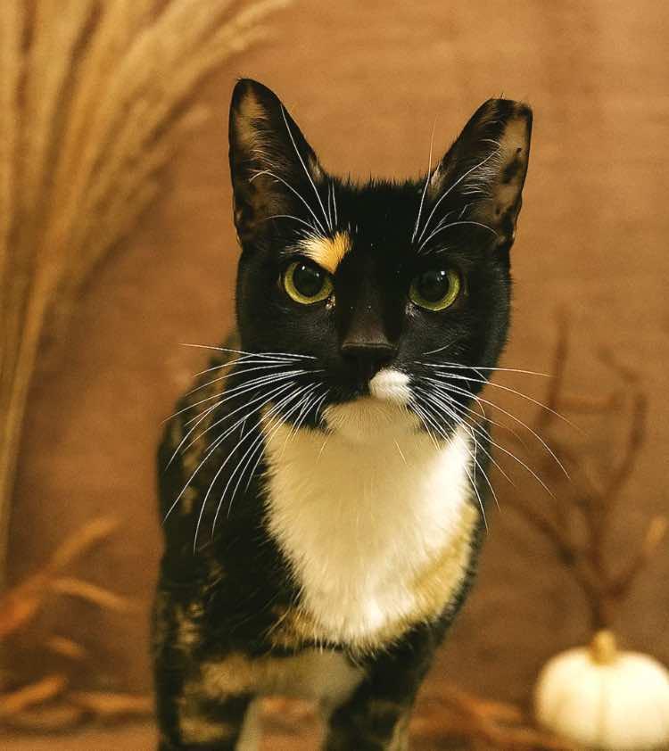 Callie