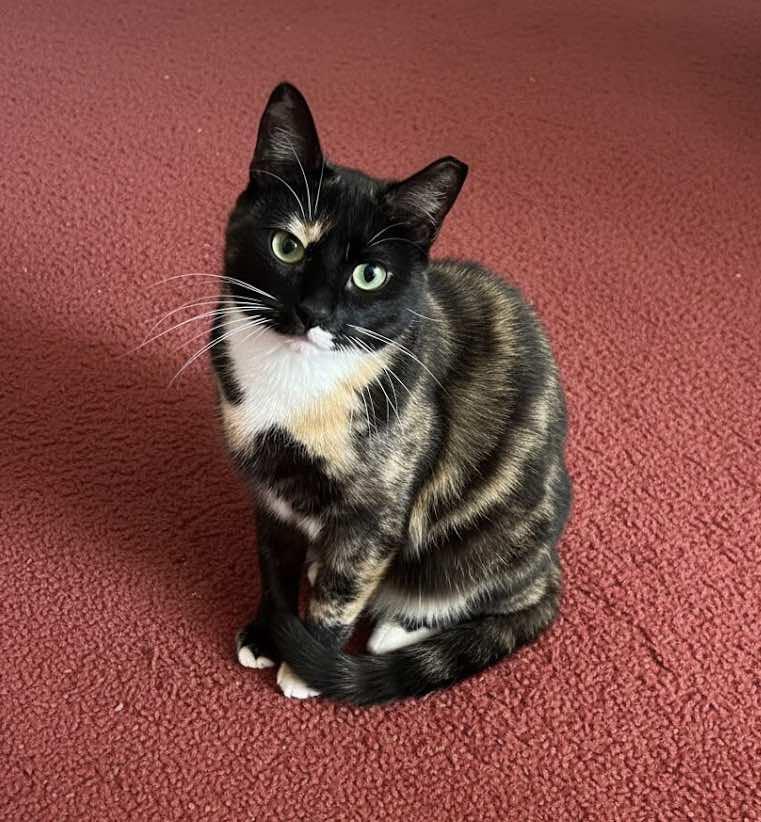 Callie, a Adoptable mixed breed in Houston, TX image 2/3