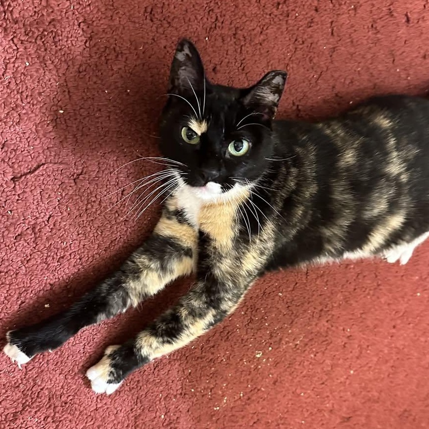 Callie, a Adoptable mixed breed in Houston, TX image 1/3