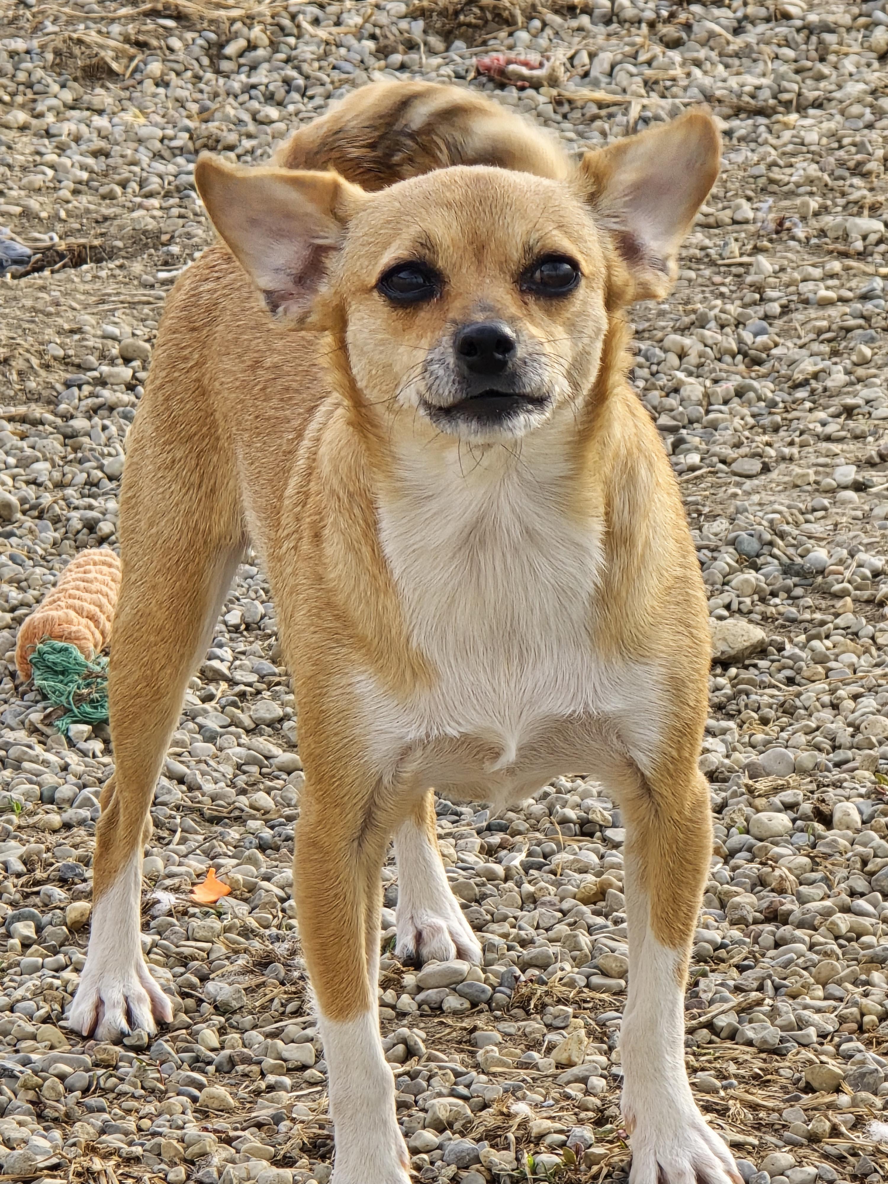 Enlarge Amy, a ADOPTABLE Chihuahua in Ross, OH image 2/3