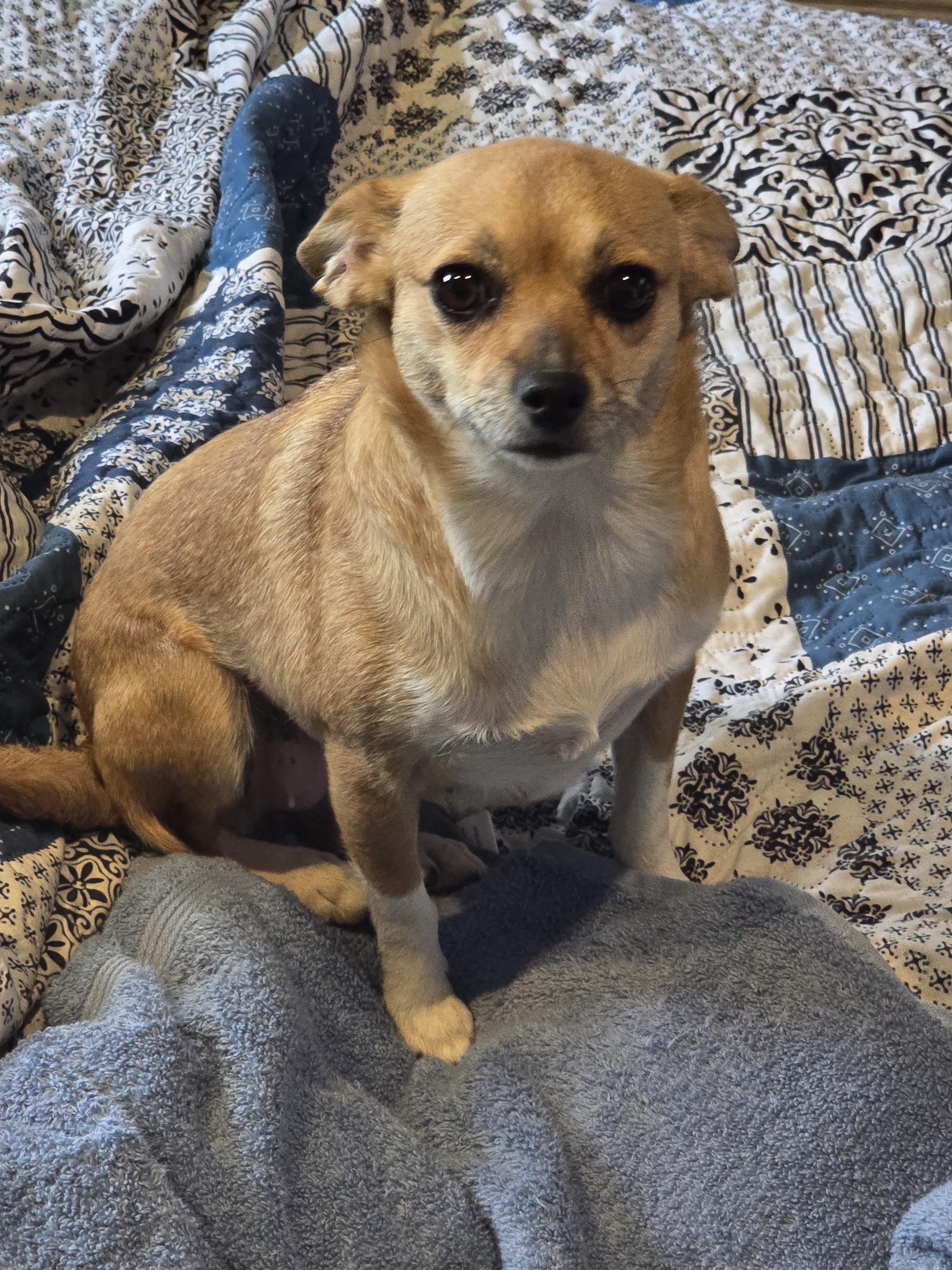 Enlarge Amy, a ADOPTABLE Chihuahua in Ross, OH image 1/3