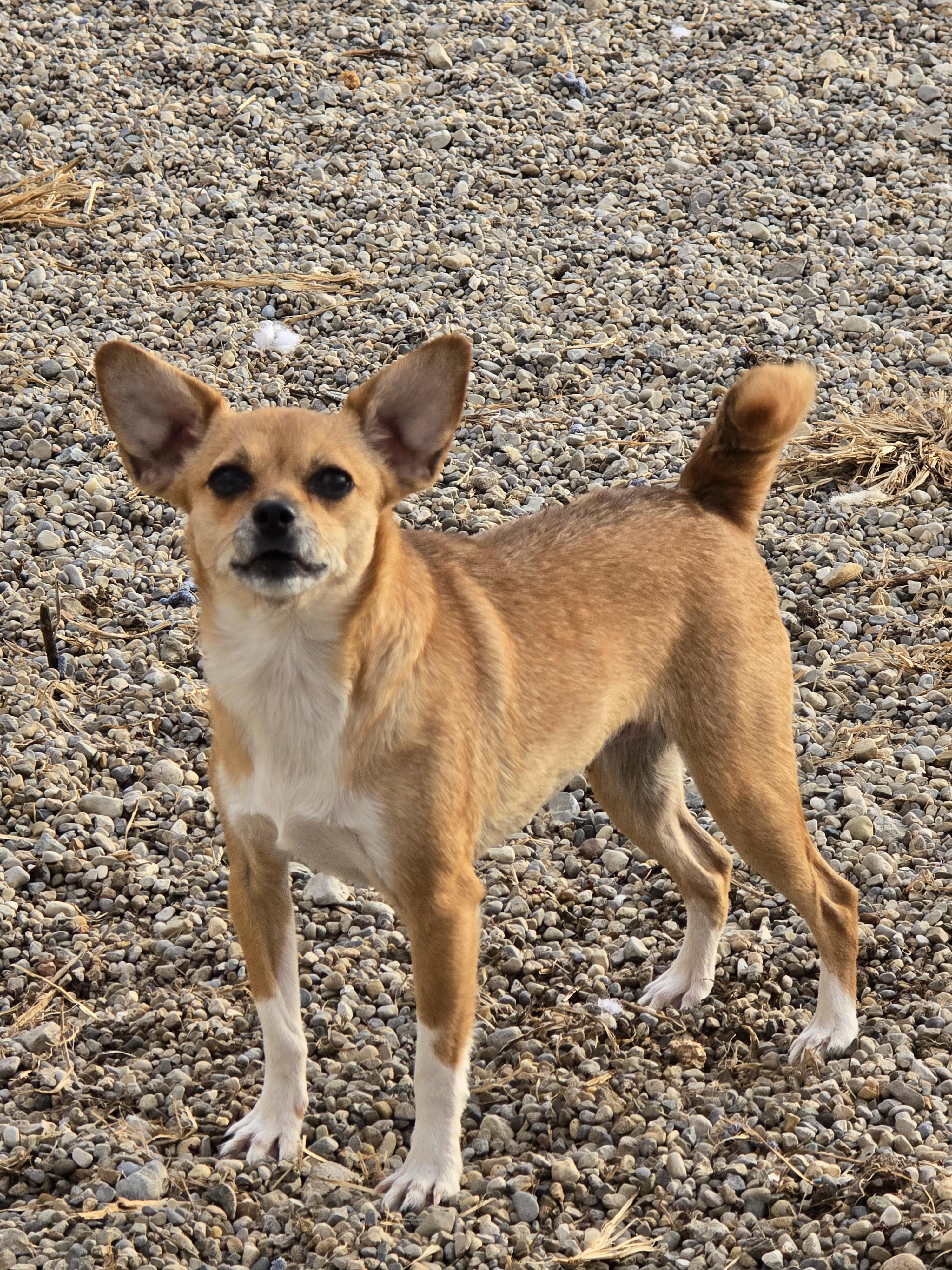 Enlarge Amy, a ADOPTABLE Chihuahua in Ross, OH image 3/3