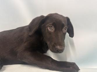 Sally Carrera, Adoptable, Puppy Female Retriever & Mixed Breed.