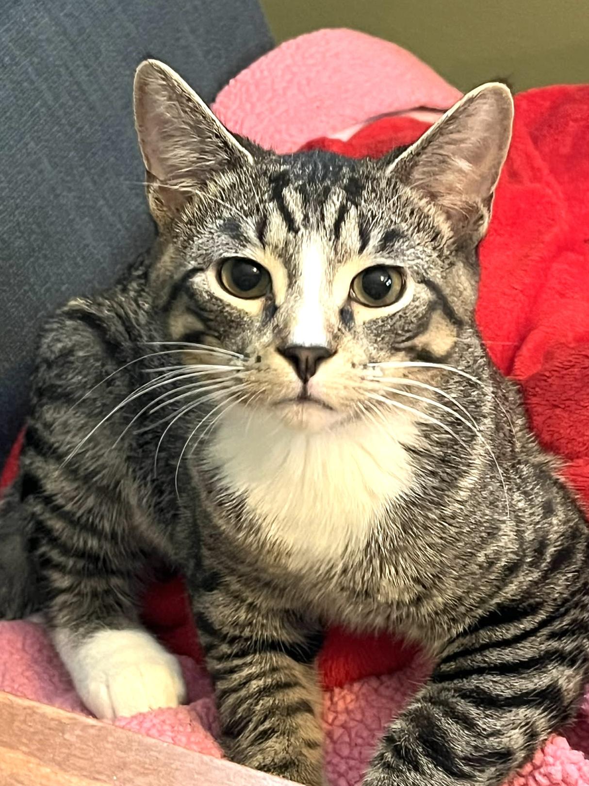 Charcoal, Adoptable, Kitten Male Tabby & Domestic Short Hair.