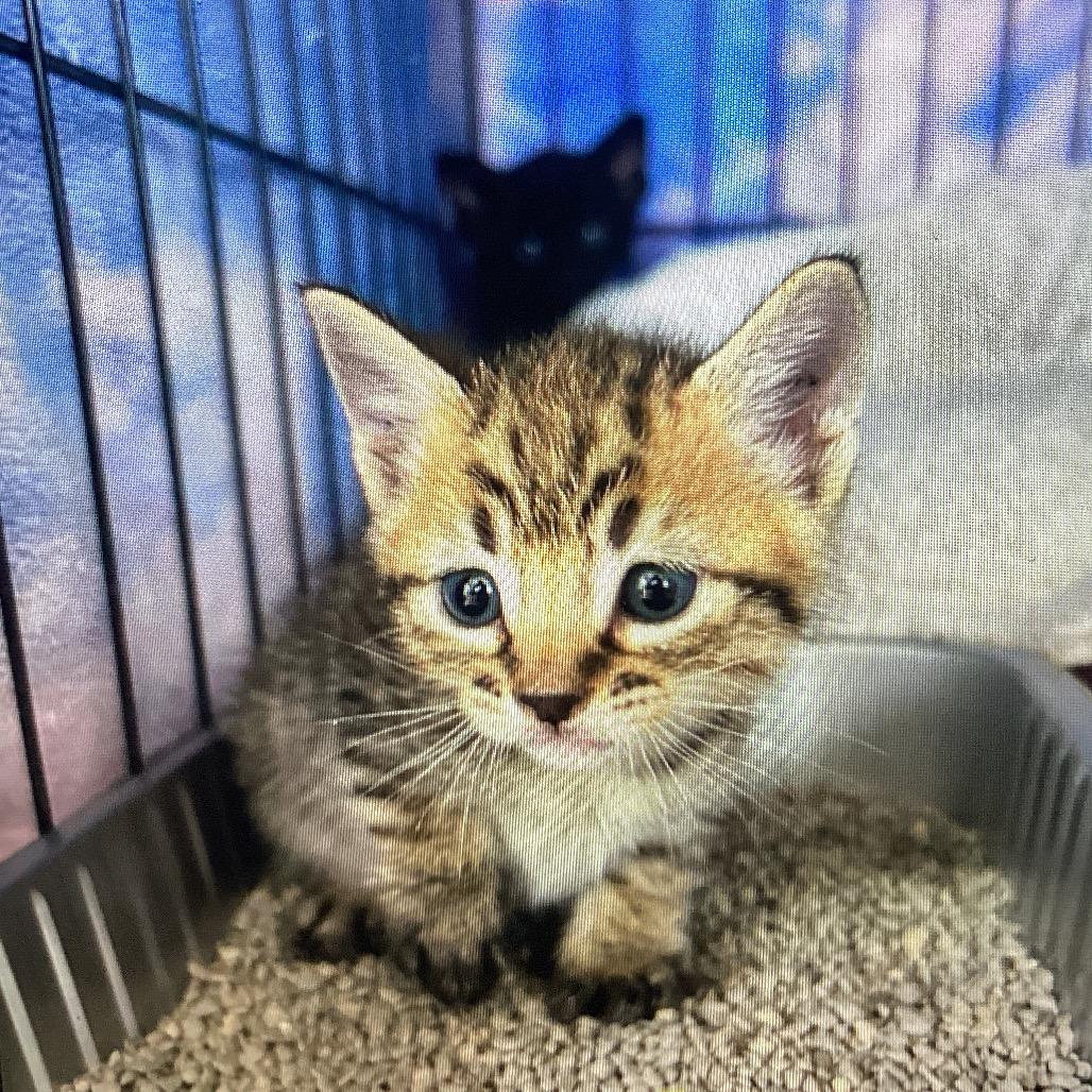 Mocha, Adoptable, Kitten Male American Shorthair.