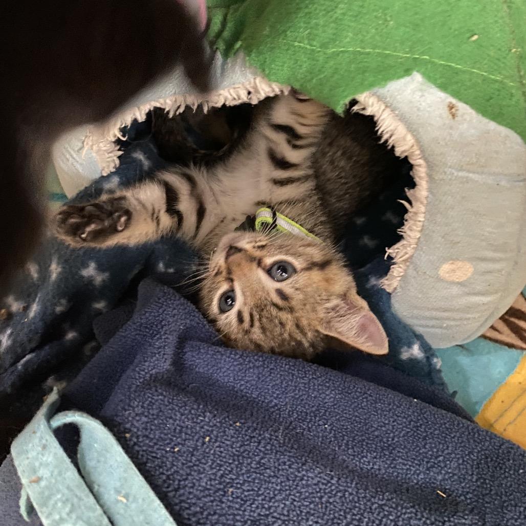 Enlarge Mocha, a Adoptable American Shorthair in New Orleans, LA image 2/3