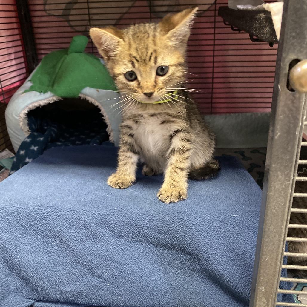 Enlarge Mocha, a Adoptable American Shorthair in New Orleans, LA image 3/3