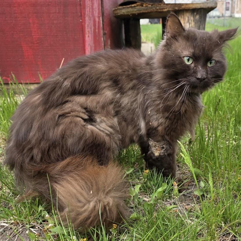 Enlarge Cola, a Adoptable Domestic Long Hair in Bismarck, ND image 1/5